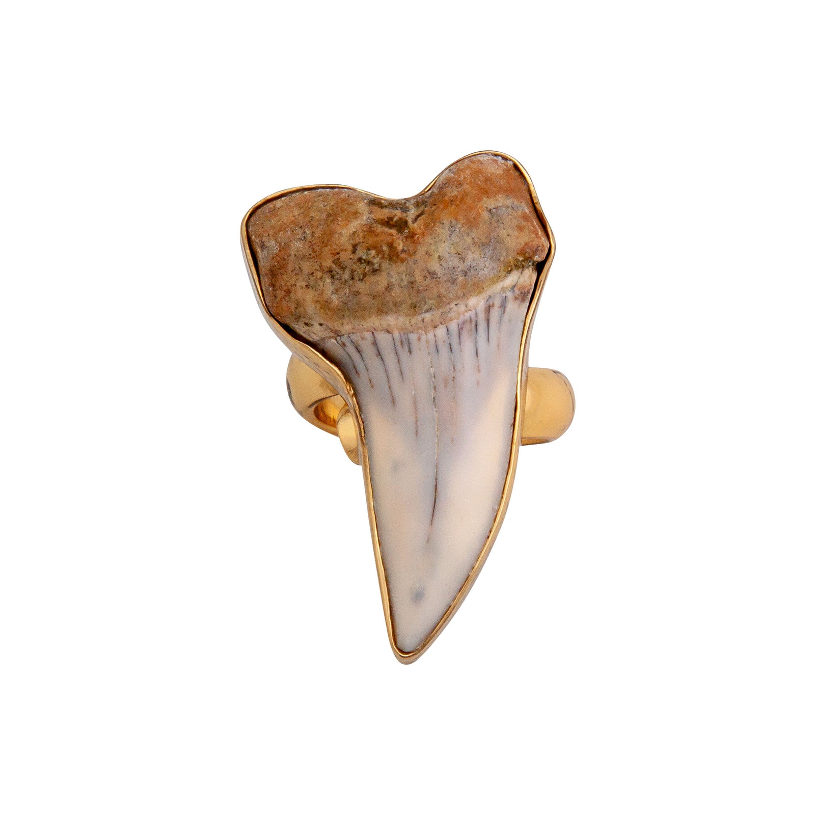 Alchemia Fossil Shark Tooth Adjustable Ring | Charles Albert Jewelry