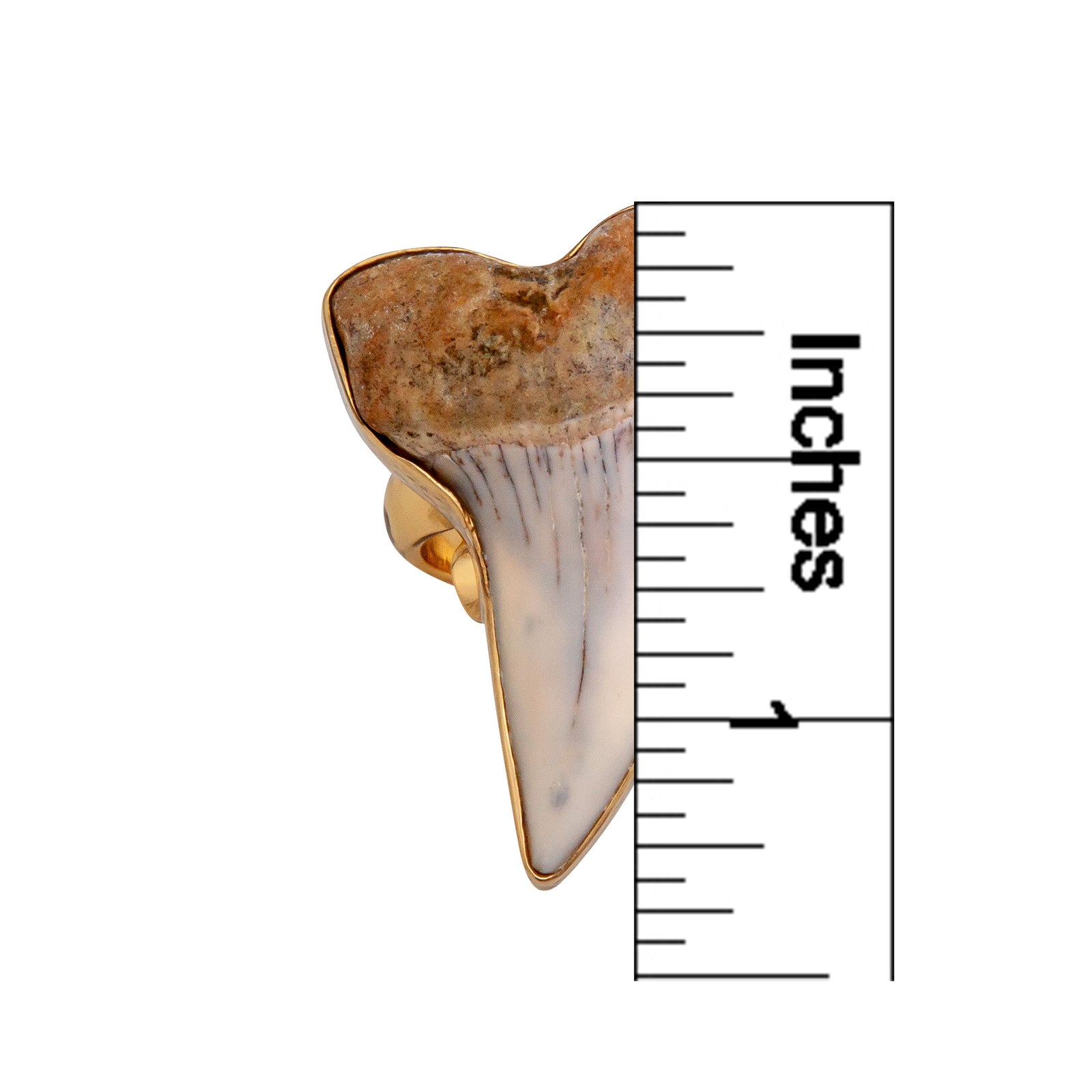 Alchemia Fossil Shark Tooth Adjustable Ring | Charles Albert Jewelry