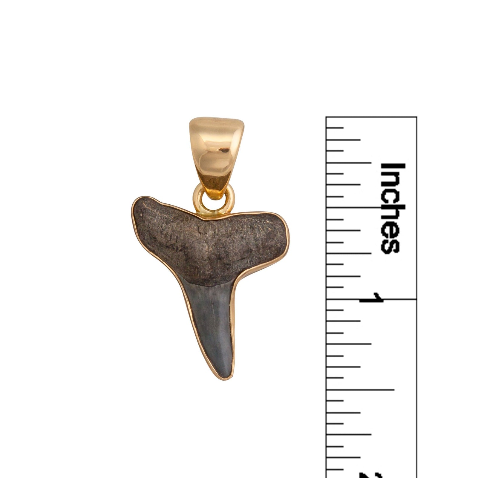 Alchemia Mini Shark Tooth Pendant | Charles Albert Jewelry