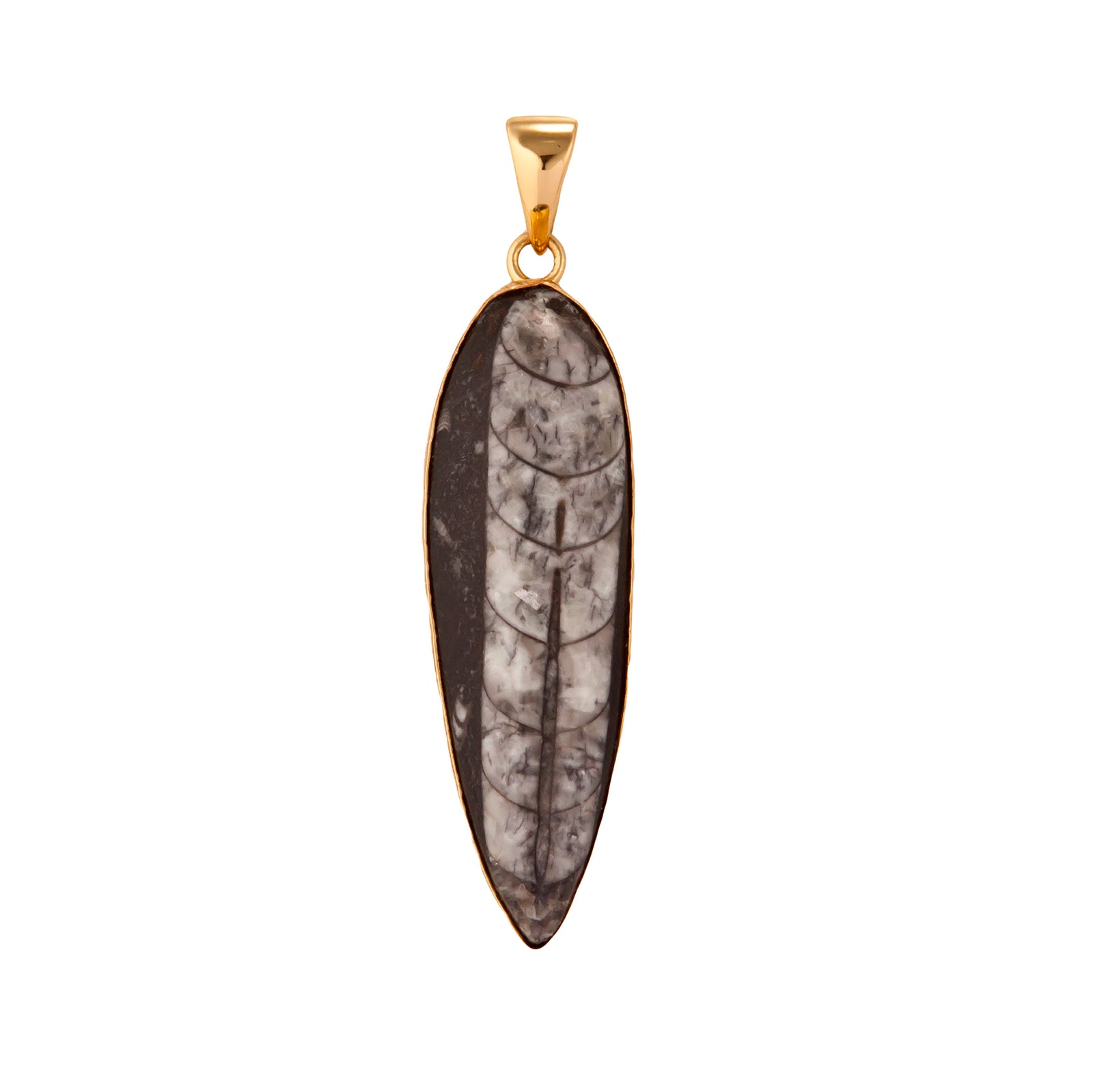 Alchemia Orthoceras Pendant | Charles Albert Jewelry