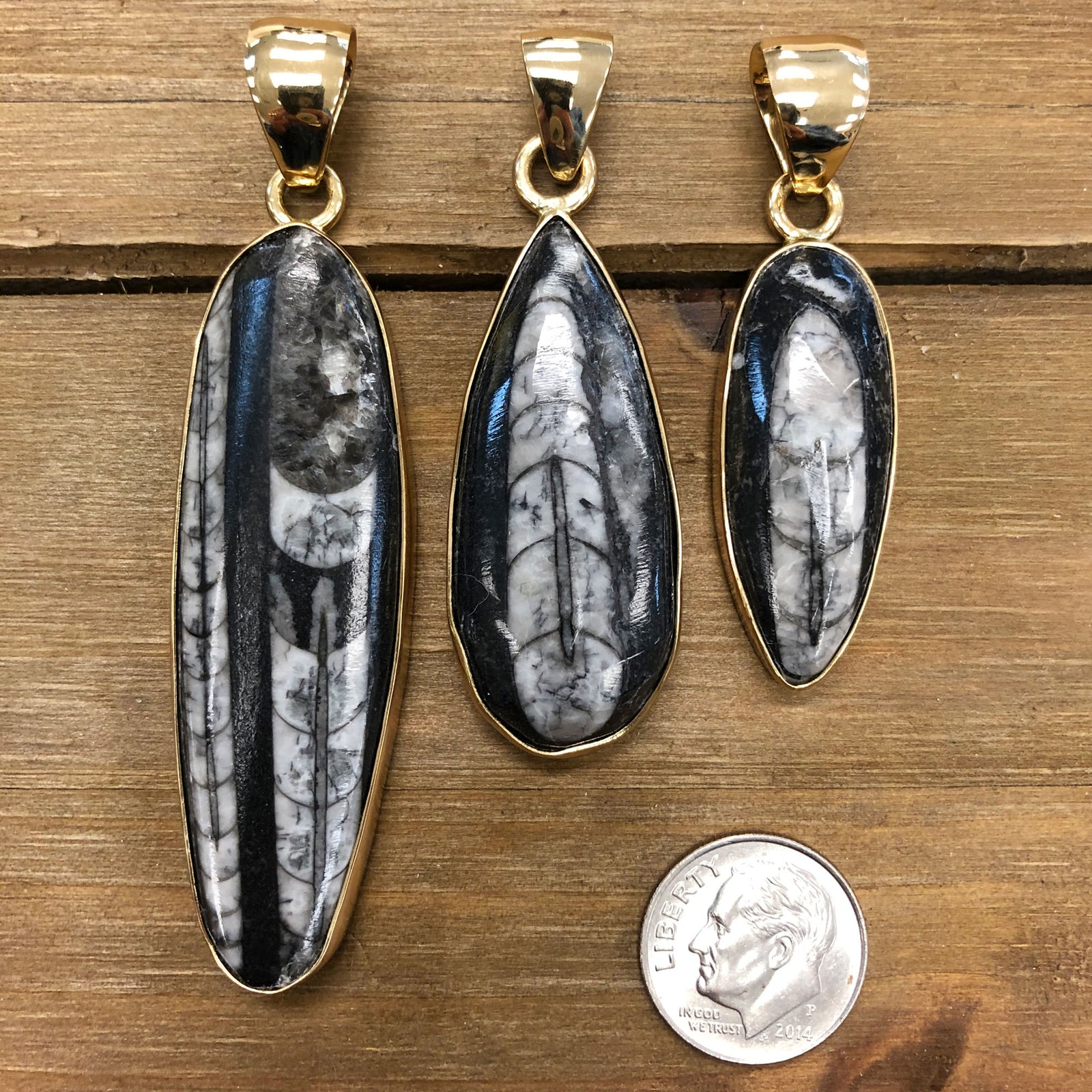 Alchemia Orthoceras Pendant | Charles Albert Jewelry