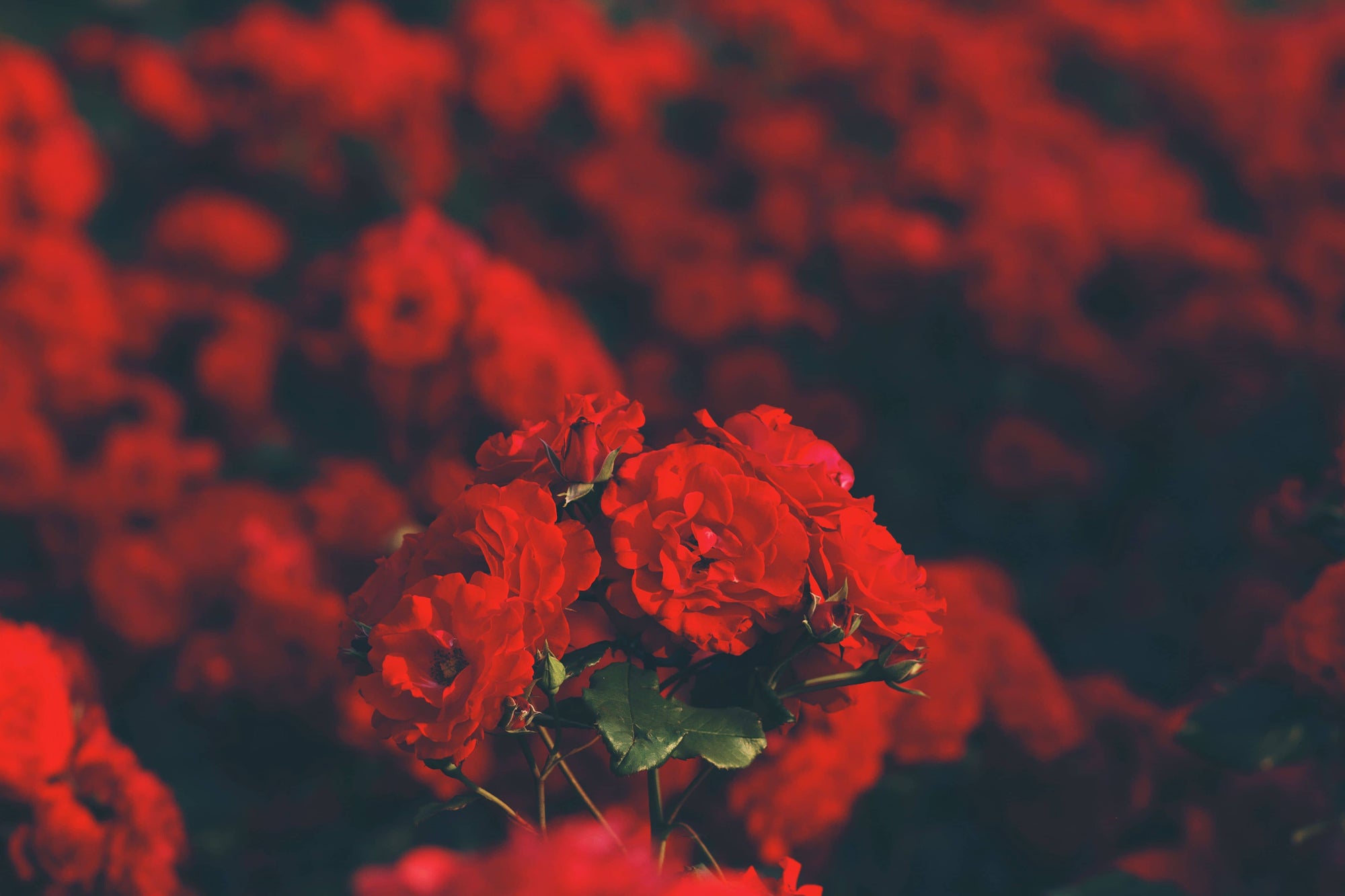 Portrait of red roses for Valentine's Day 2019