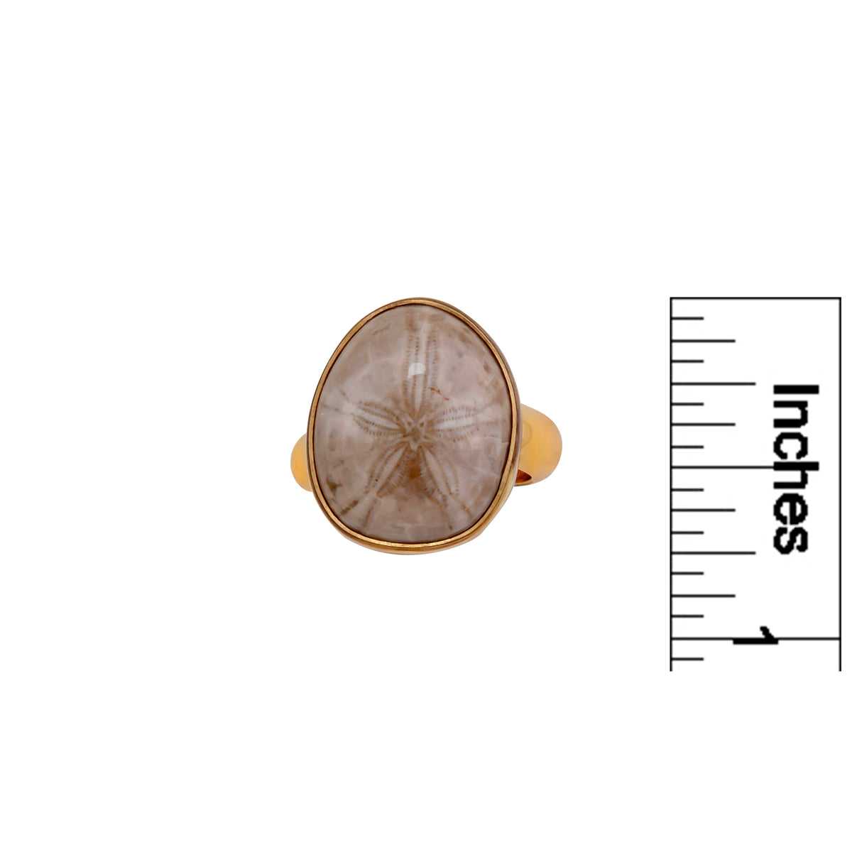Alchemia Fossilized Sand Dollar Adjustable Ring | Charles Albert Jewelry