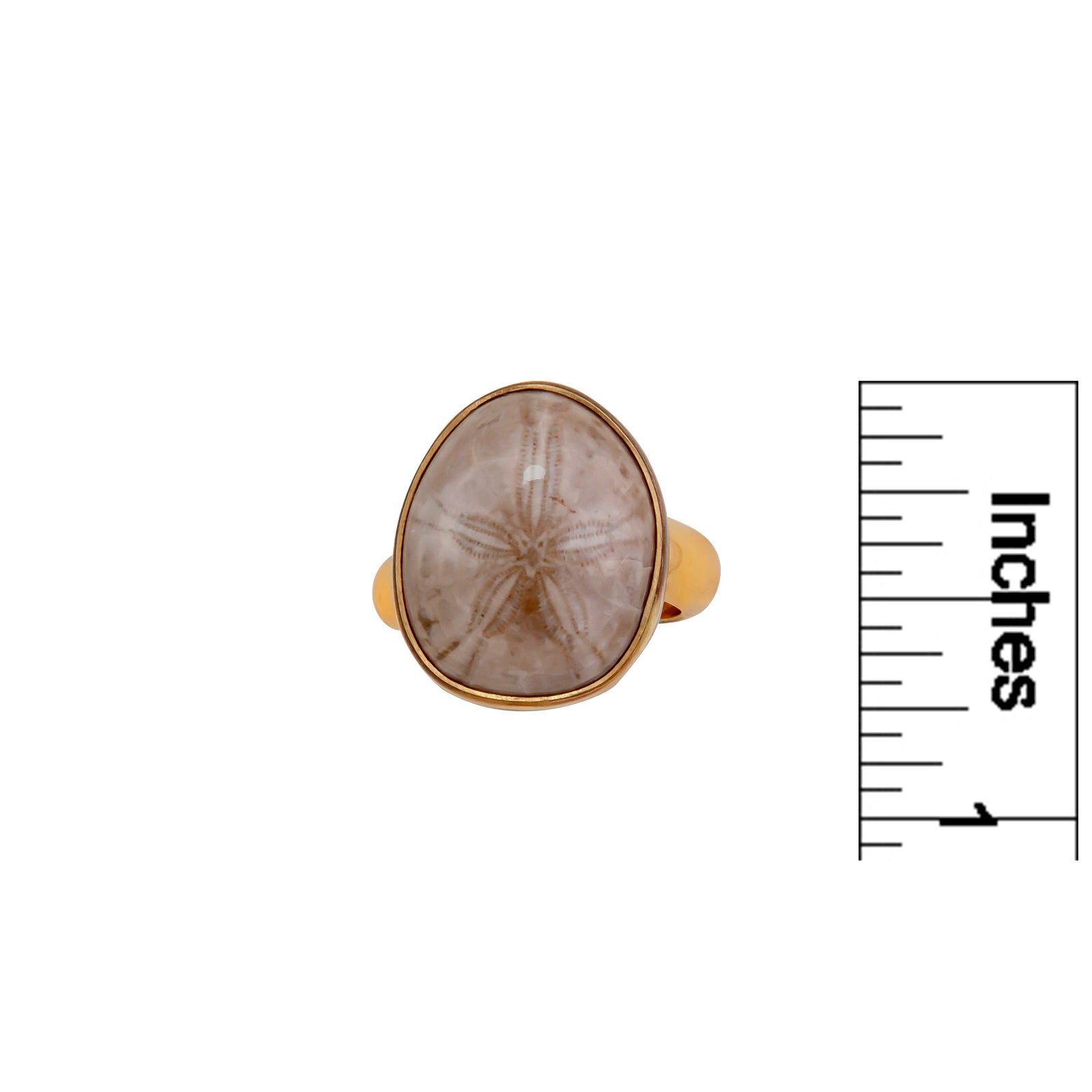 Alchemia Fossilized Sand Dollar Adjustable Ring | Charles Albert Jewelry