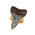 Alchemia Fossil Shark Tooth Adjustable Ring | Charles Albert Jewelry
