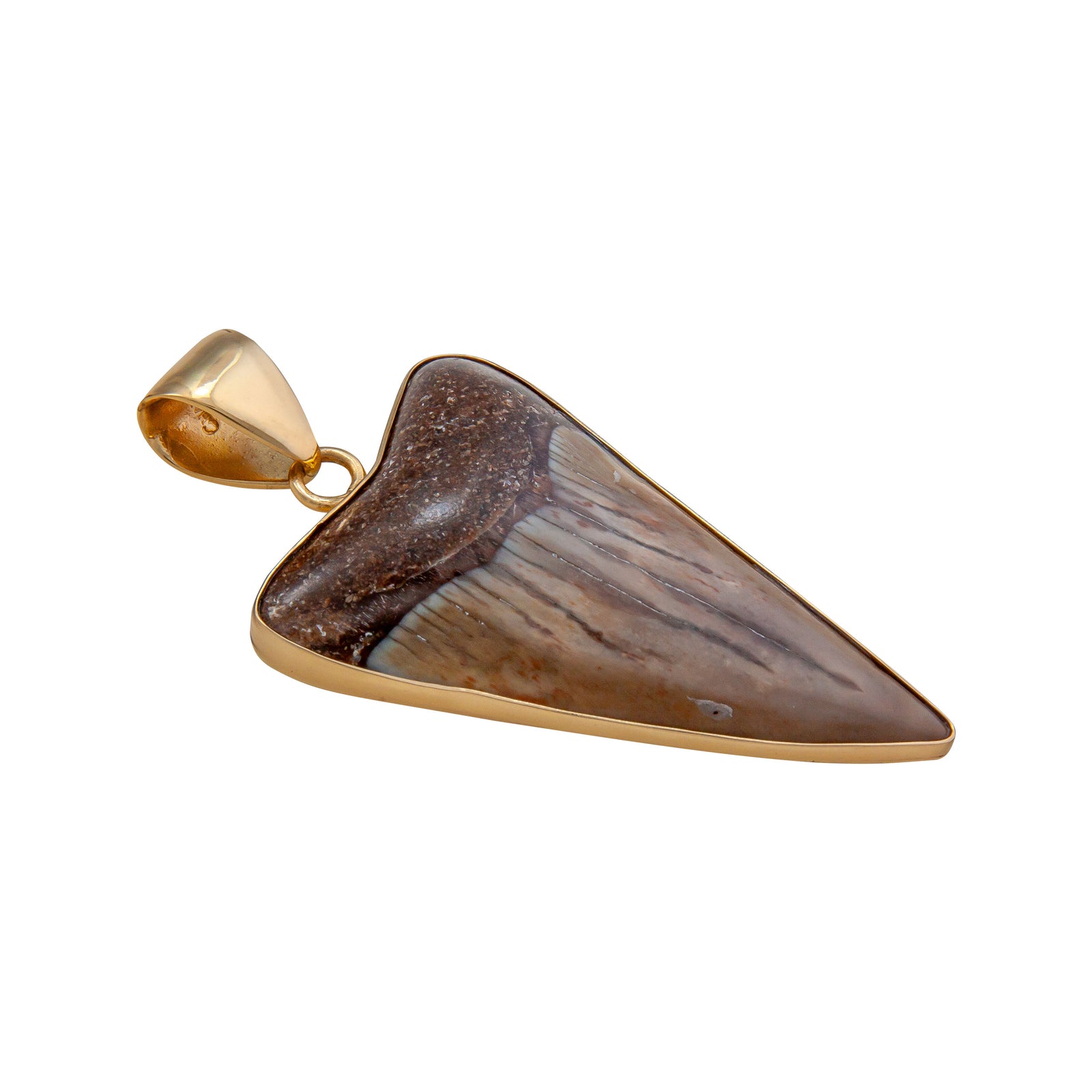 Alchemia Fossil Shark Tooth Pendant | Charles Albert Jewelry