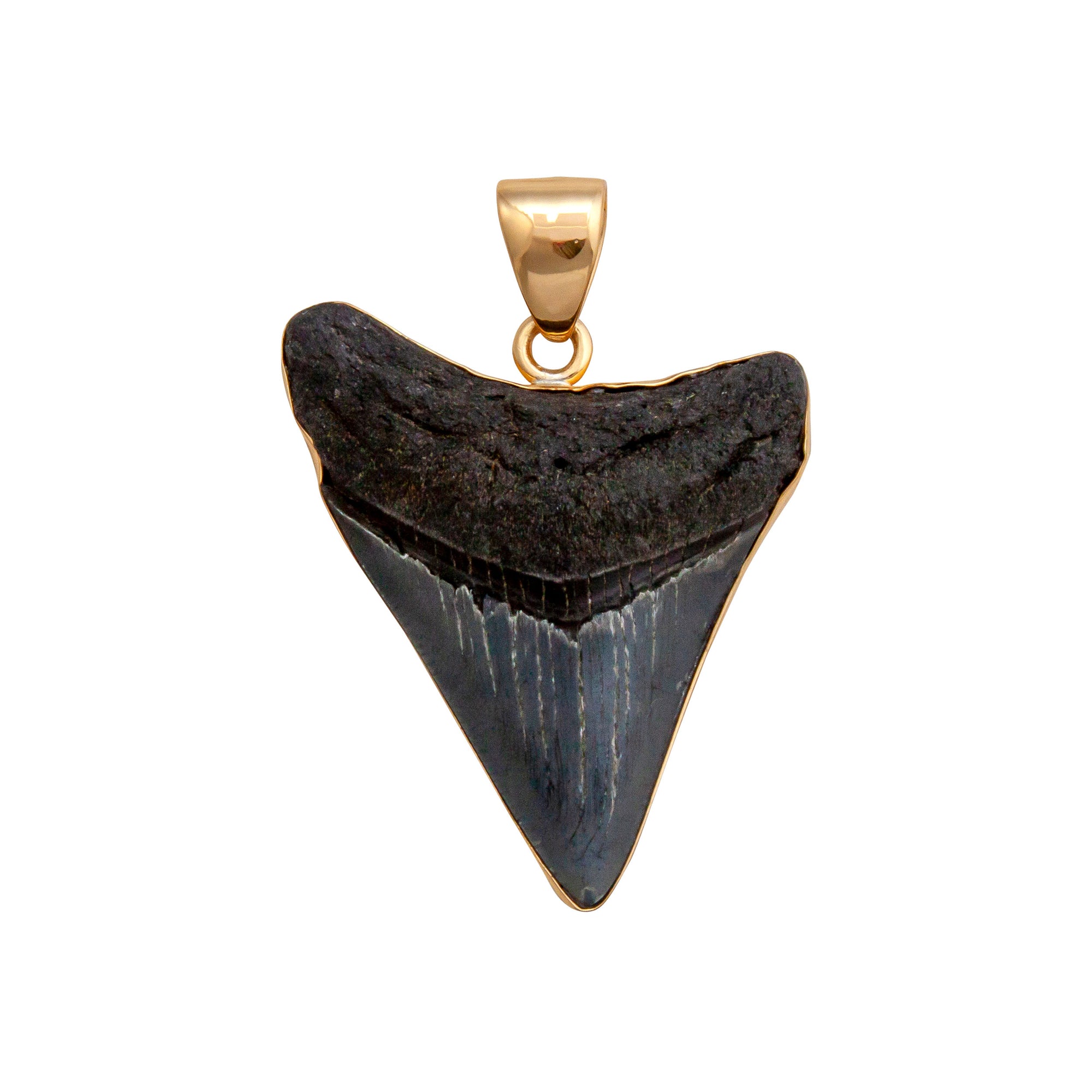 Alchemia Fossil Shark Tooth Pendant | Charles Albert Jewelry