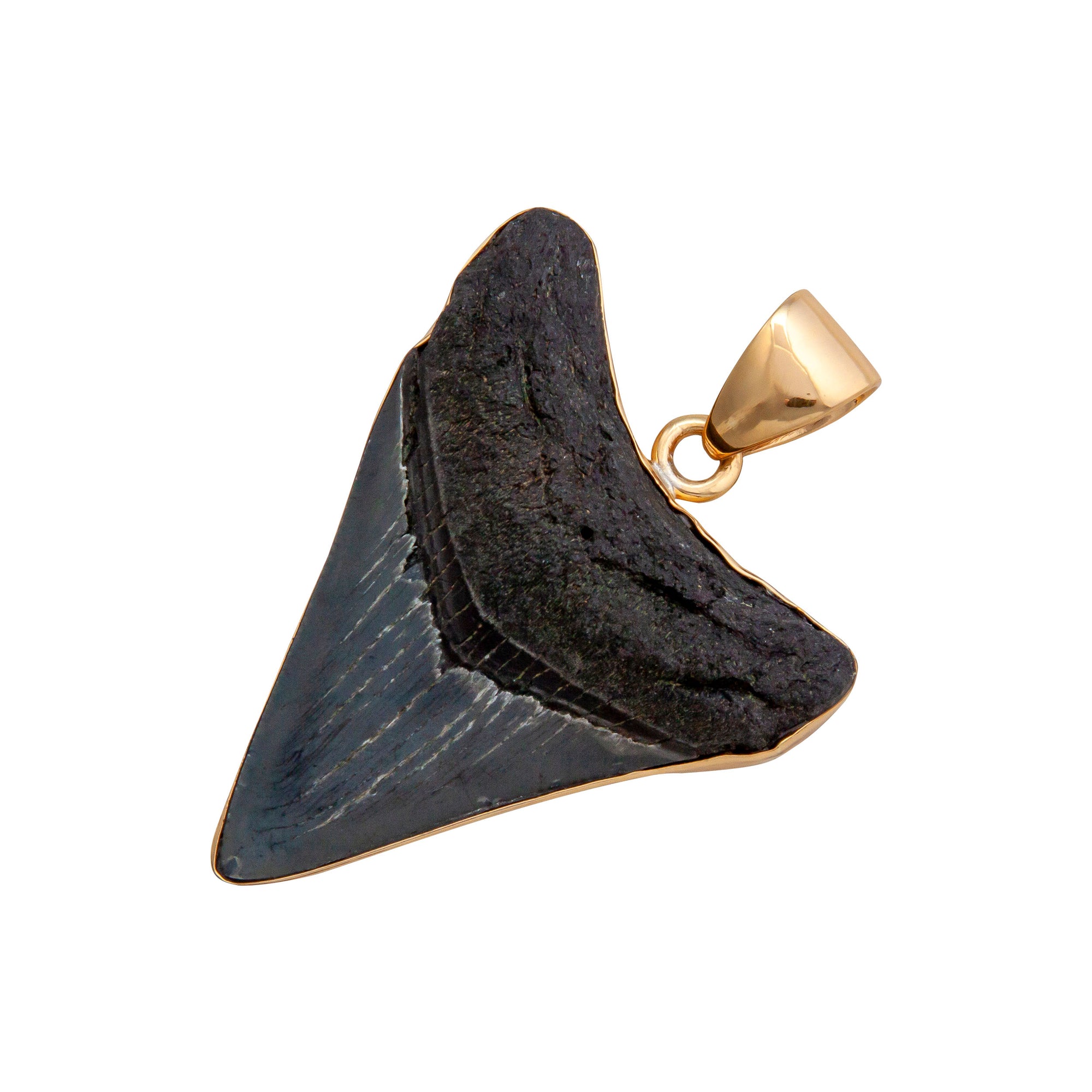Alchemia Fossil Shark Tooth Pendant | Charles Albert Jewelry