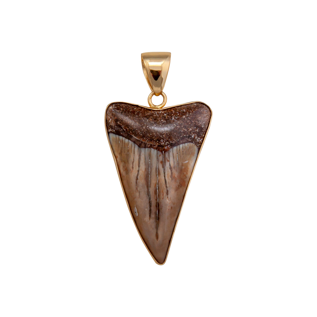Alchemia Fossil Shark Tooth Pendant | Charles Albert Jewelry