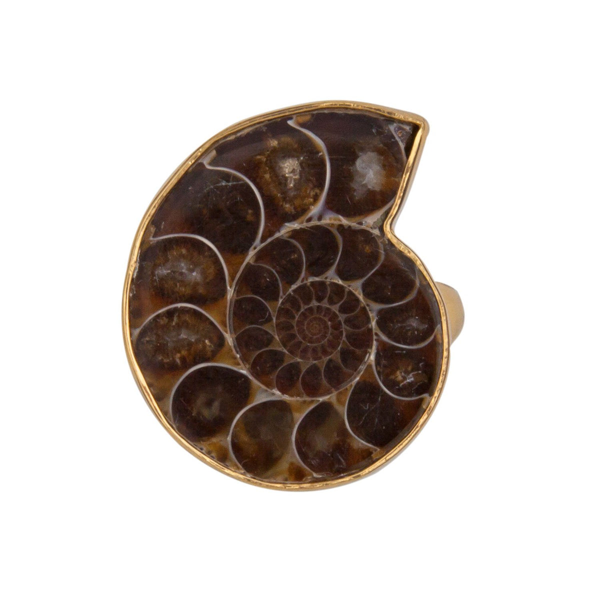 Alchemia Ammonite Adjustable Ring | Charles Albert Jewelry