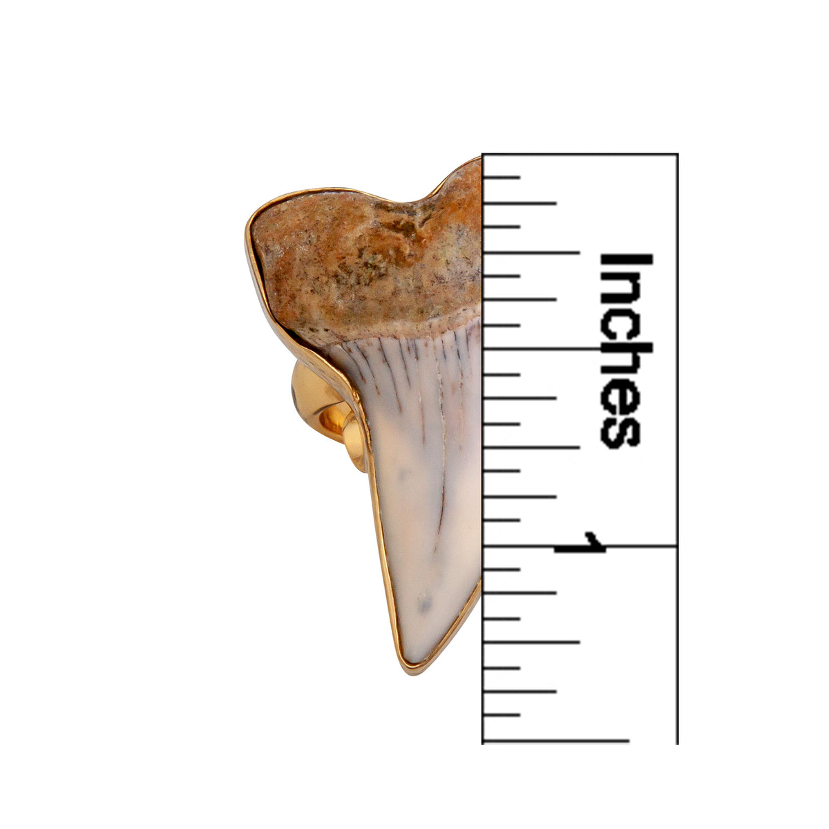 Alchemia Fossil Shark Tooth Adjustable Ring | Charles Albert Jewelry