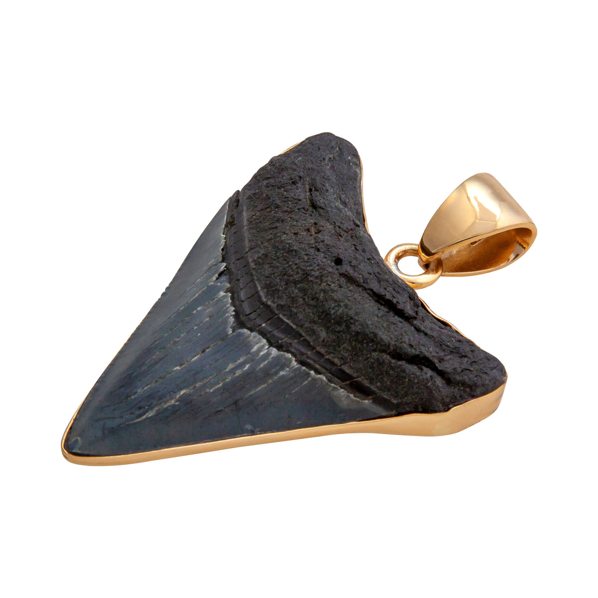 Alchemia Fossil Shark Tooth Pendant | Charles Albert Jewelry