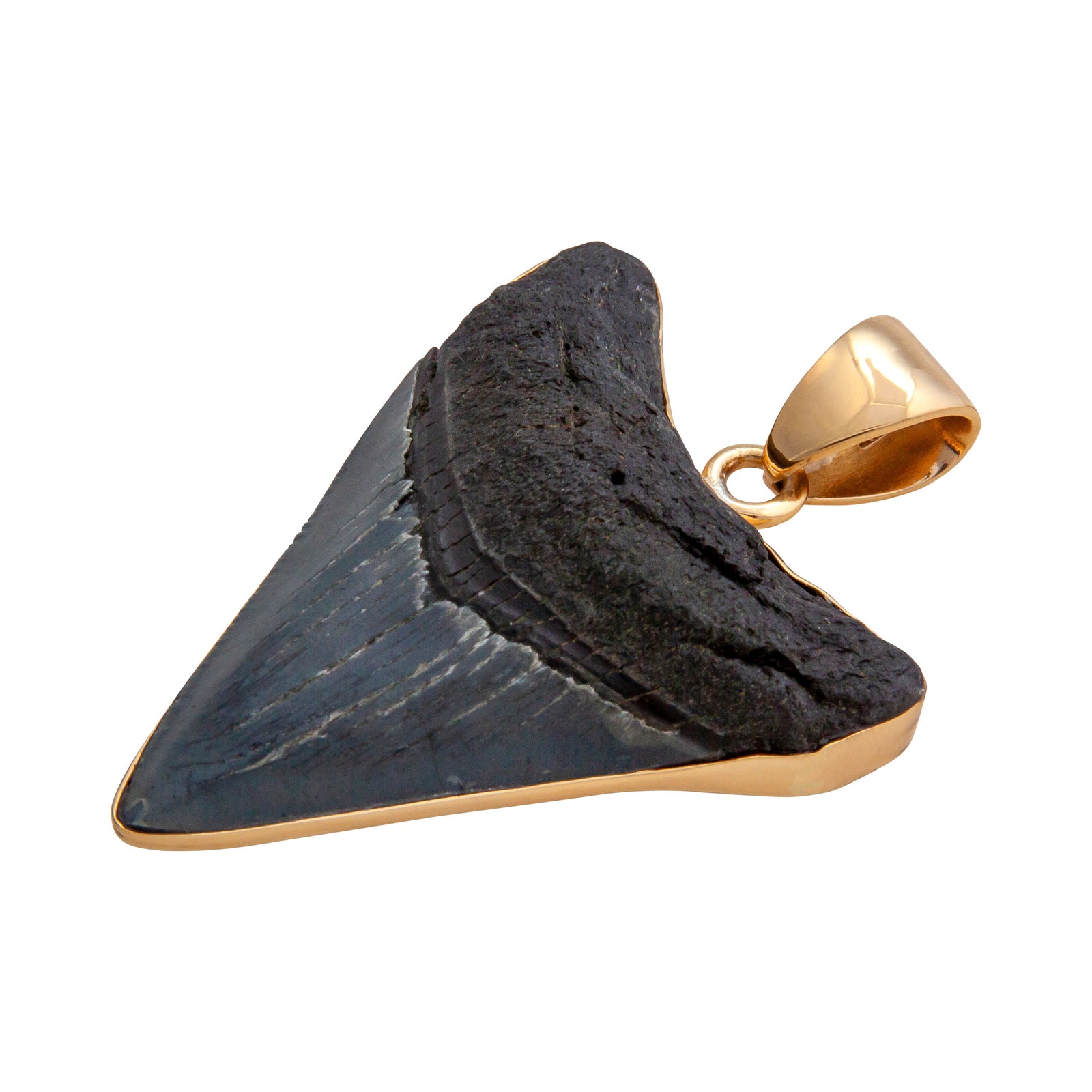 Alchemia Fossil Shark Tooth Pendant | Charles Albert Jewelry