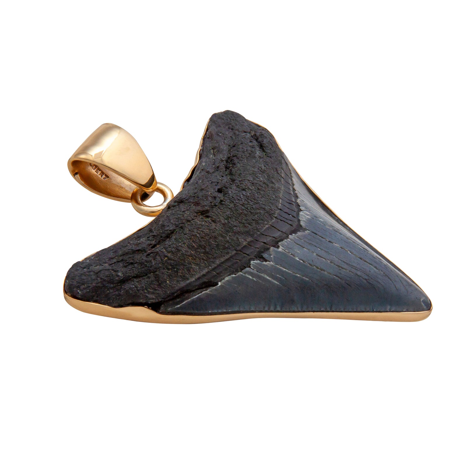 Alchemia Fossil Shark Tooth Pendant | Charles Albert Jewelry