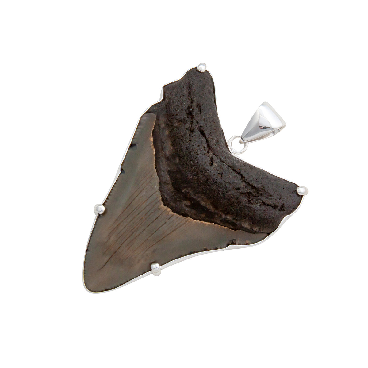 Sterling Silver Shark Tooth Prong Set Pendant | Charles Albert Jewelry