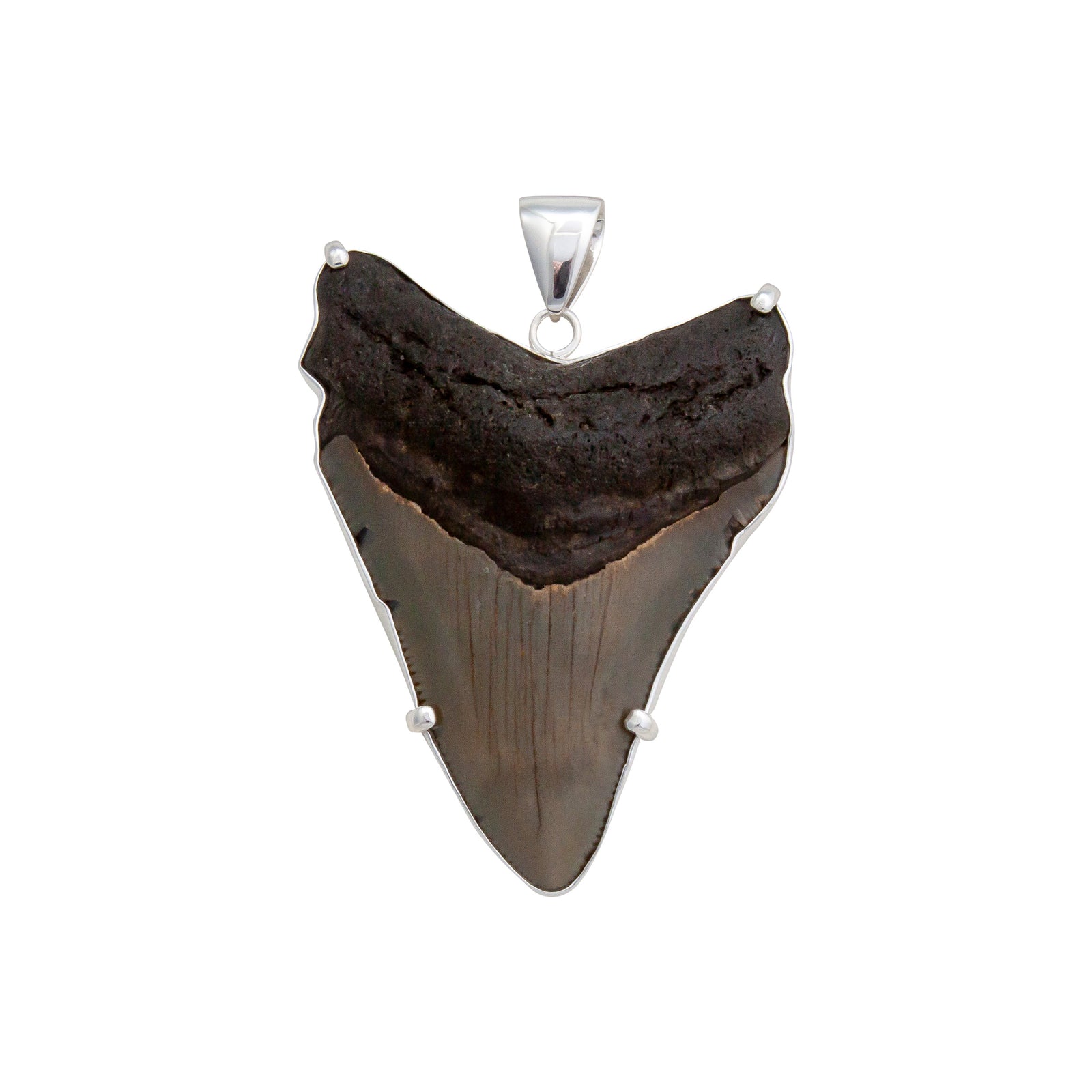 Sterling Silver Shark Tooth Prong Set Pendant | Charles Albert Jewelry