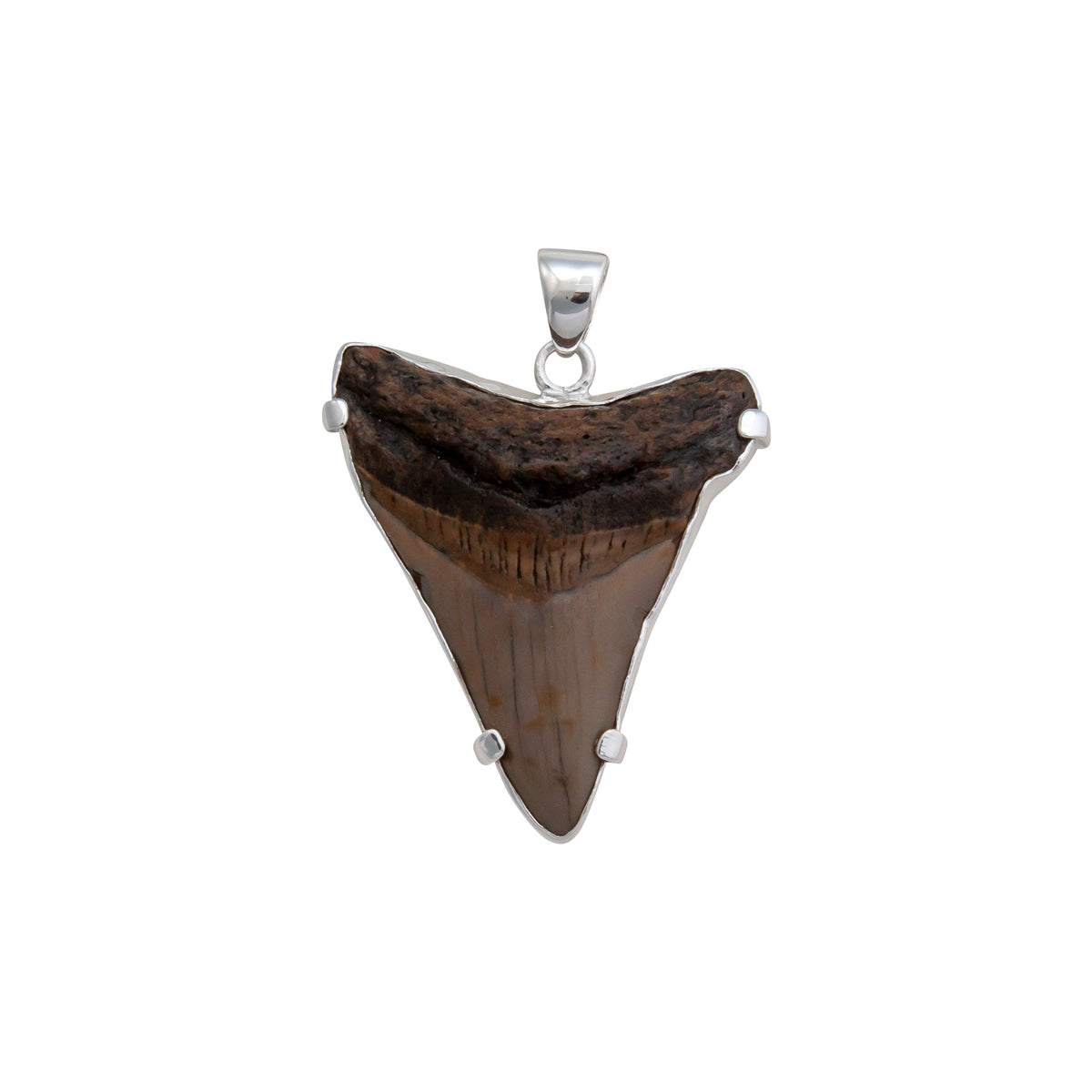 Sterling Silver Shark Tooth Prong Set Pendant | Charles Albert Jewelry
