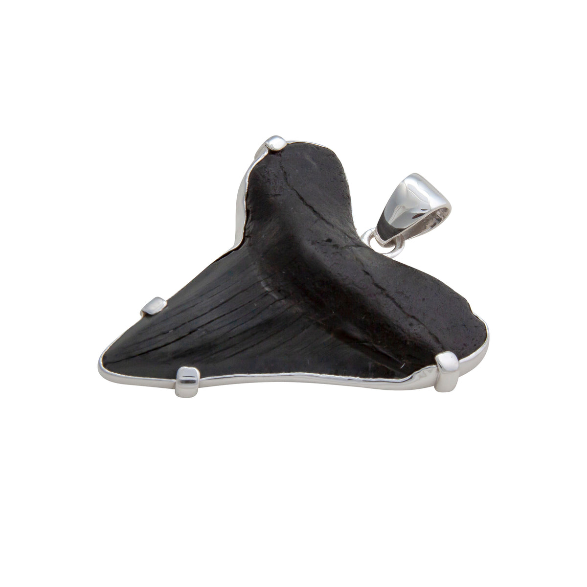 Sterling Silver Shark Tooth Prong Set Pendant | Charles Albert Jewelry