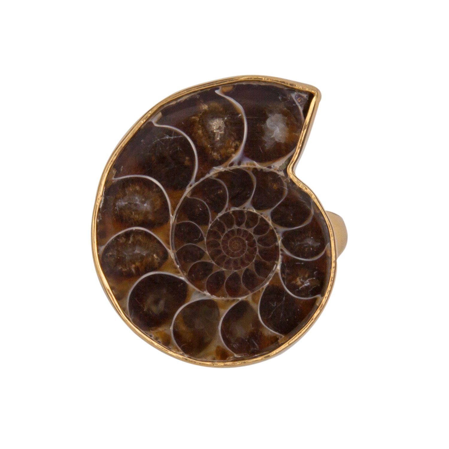 Charles Albert Jewelry - Alchemia Ammonite Adjustable Ring - Front View