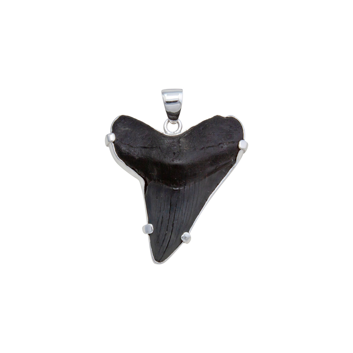 Sterling Silver Shark Tooth Prong Set Pendant | Charles Albert Jewelry