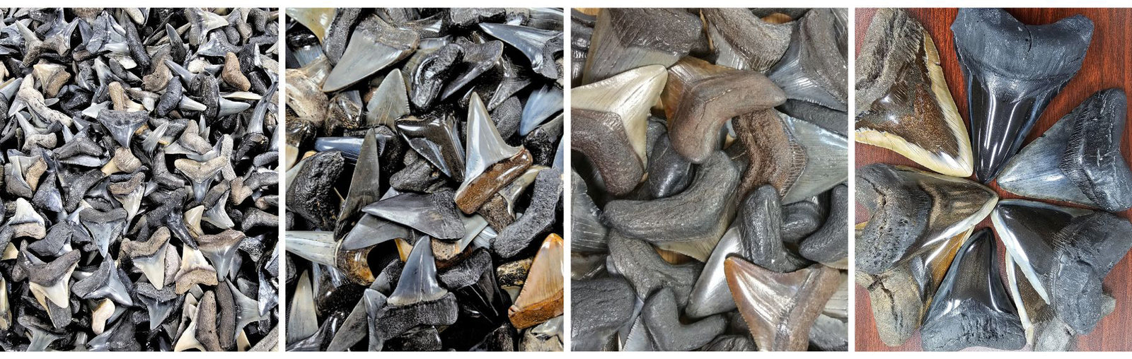 Different types of Shark Teeth for Charles Albert Jewelry pieces