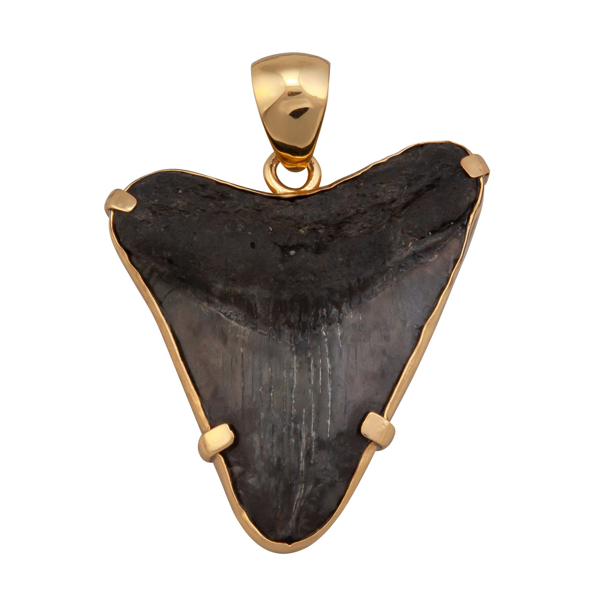 Alchemia Fossilized Shark Tooth Prong Set Pendant | Charles Albert Jewelry
