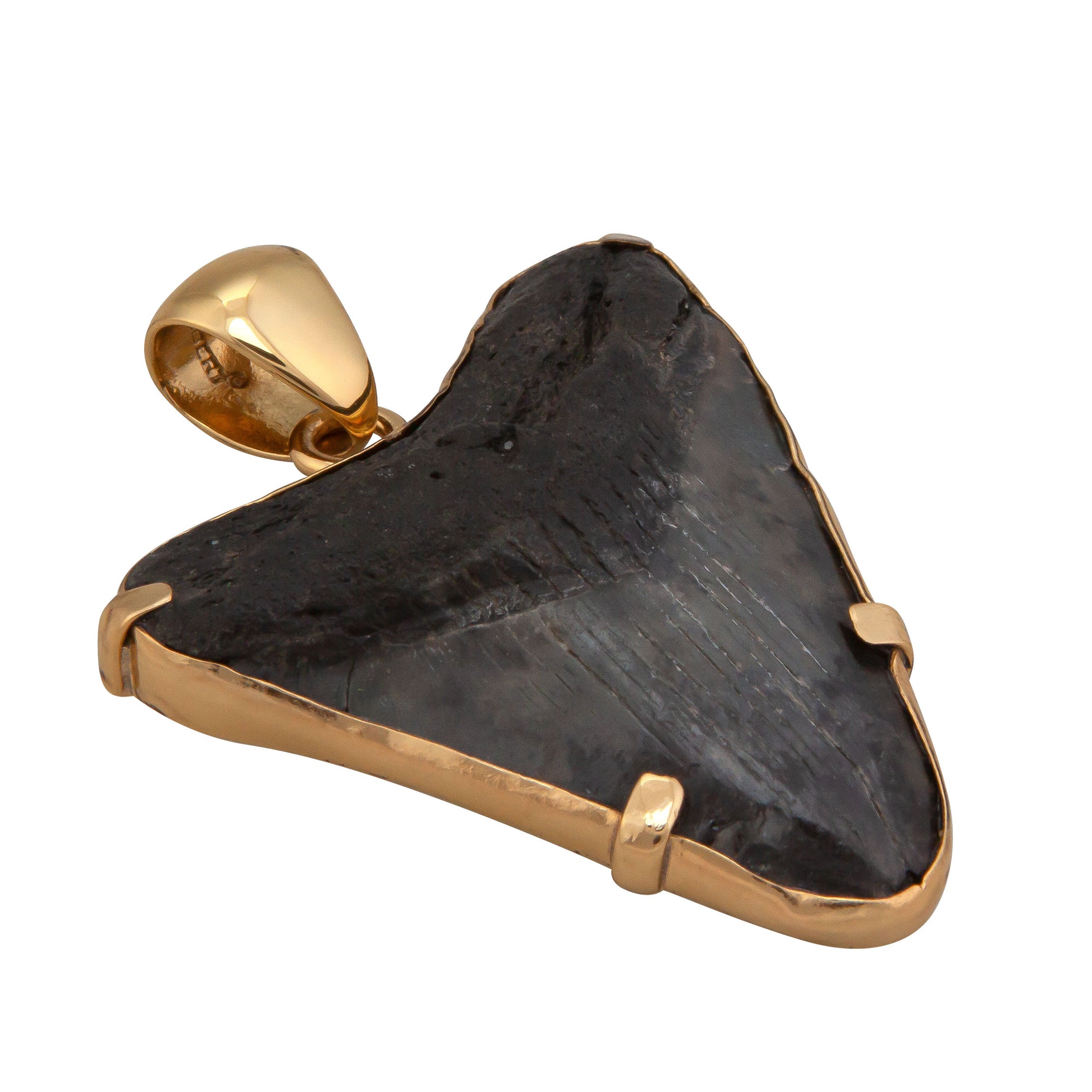 Alchemia Fossilized Shark Tooth Prong Set Pendant | Charles Albert Jewelry