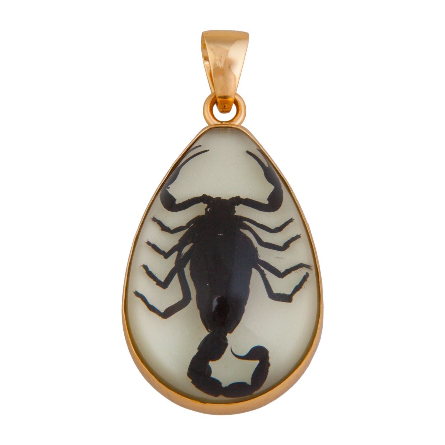 Acrylic necklace with real Scorpion, Chinese golden scorpion - nātür  showroom - Museum quality insects, butterflies and natural history  collectibles, artifacts and gifts