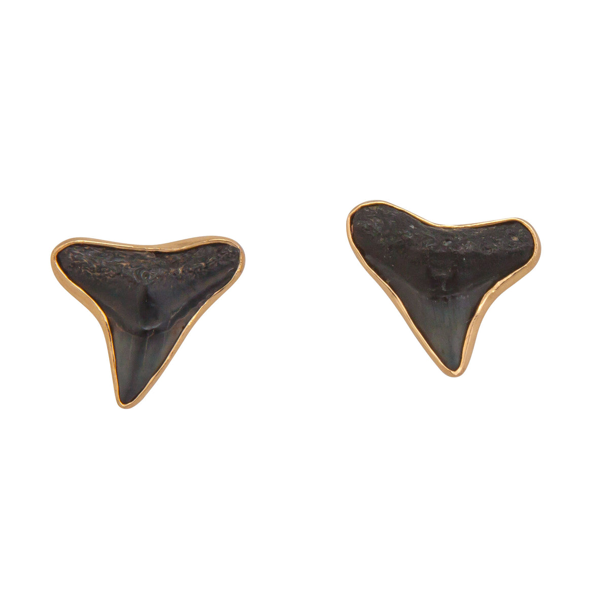 Alchemia Fossil Shark Teeth Post Earrings | Charles Albert Jewelry