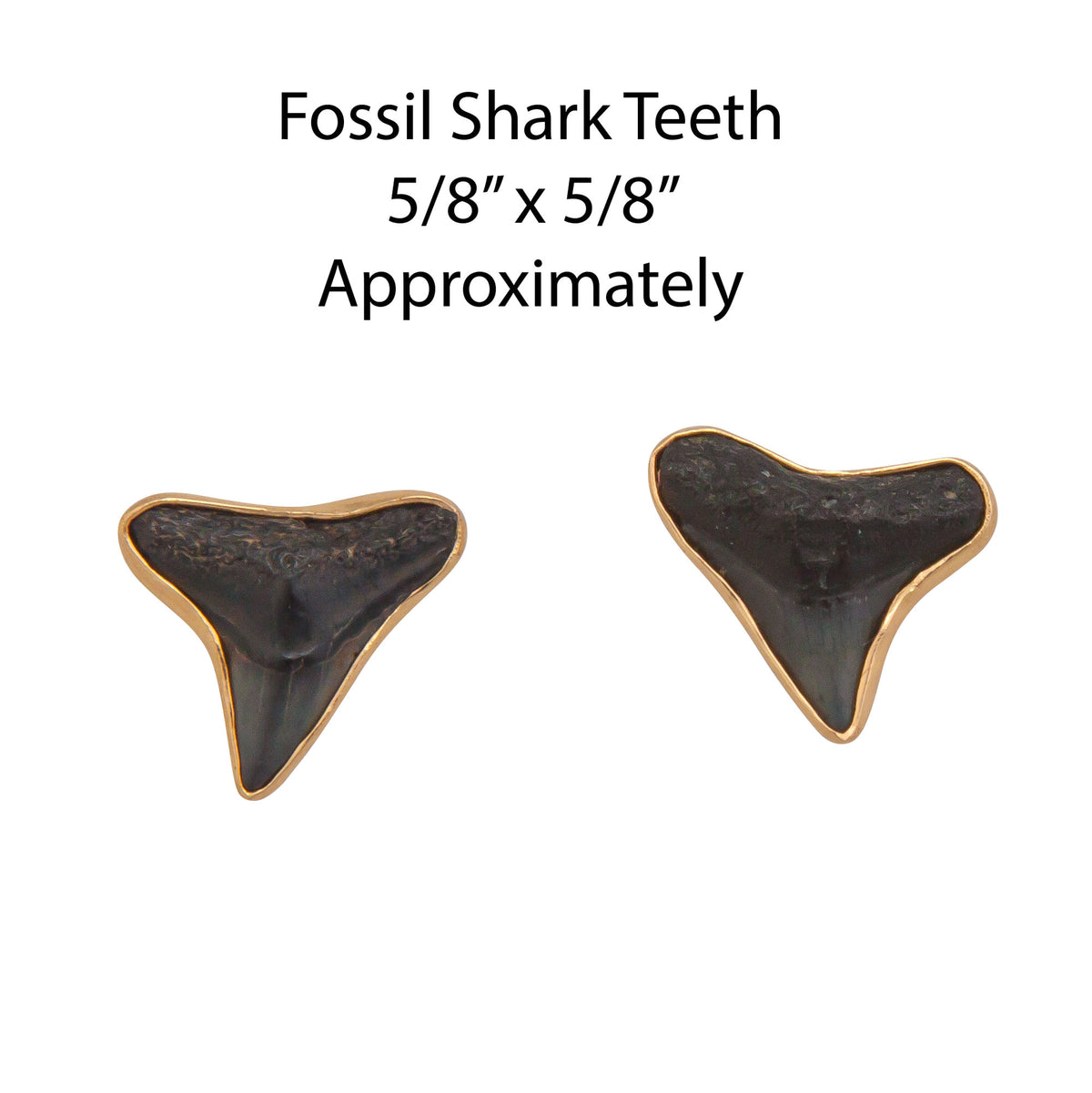 Alchemia Fossil Shark Teeth Post Earrings | Charles Albert Jewelry