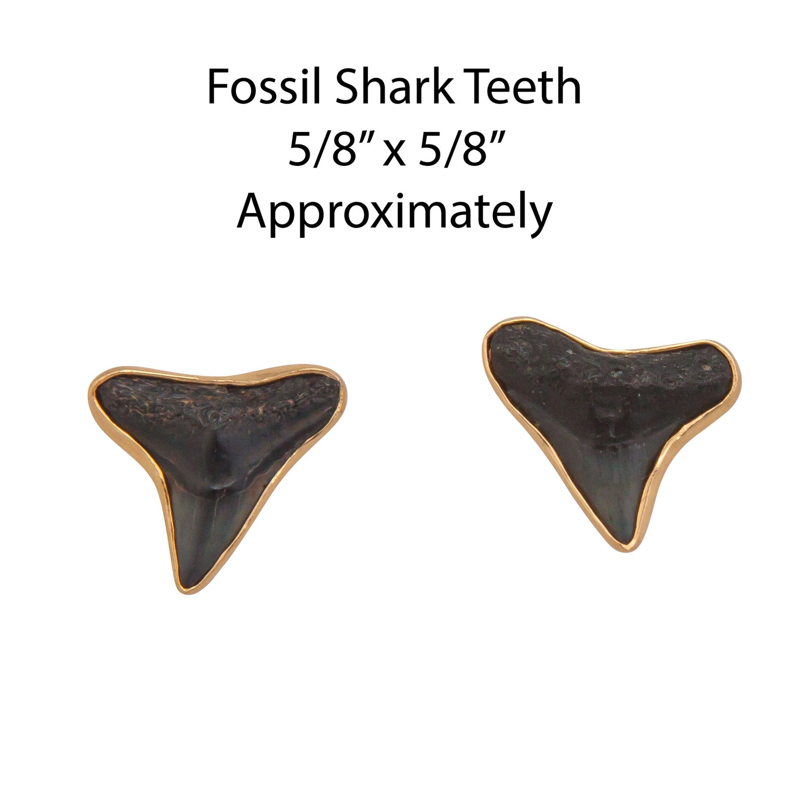 Alchemia Fossil Shark Teeth Post Earrings | Charles Albert Jewelry