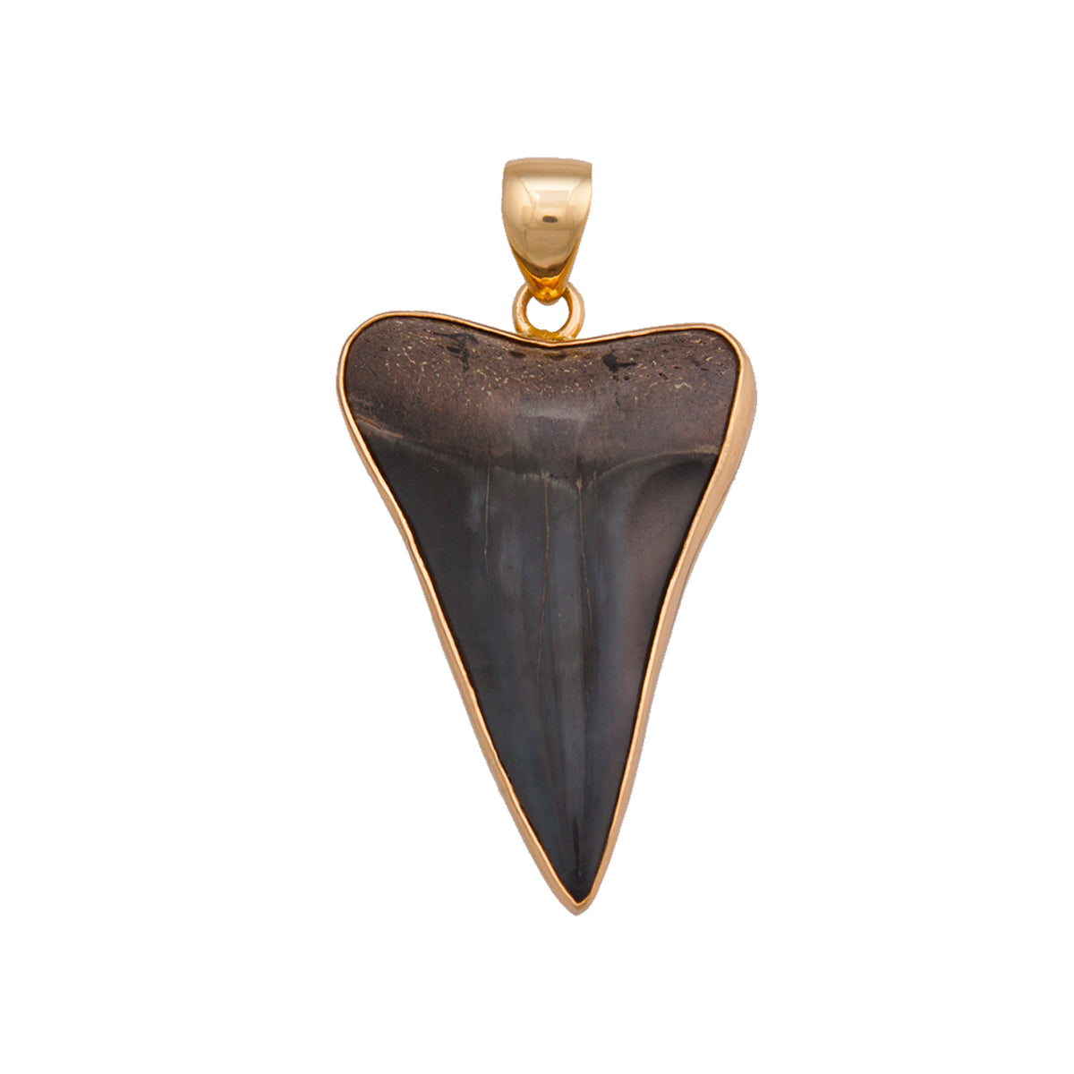 Alchemia Fossil Shark Tooth Pendant | Charles Albert Jewelry