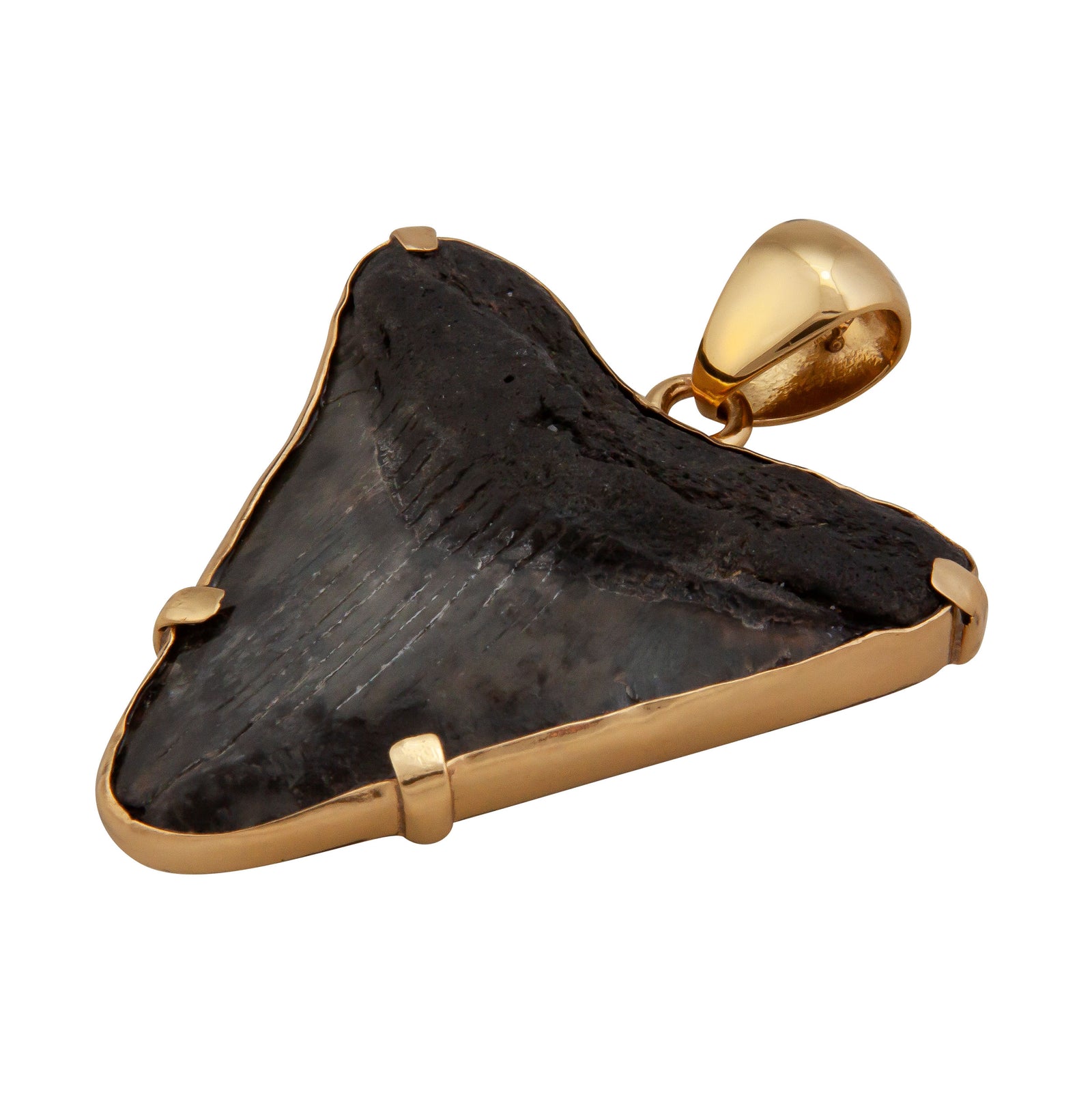 Alchemia Fossilized Shark Tooth Prong Set Pendant | Charles Albert Jewelry
