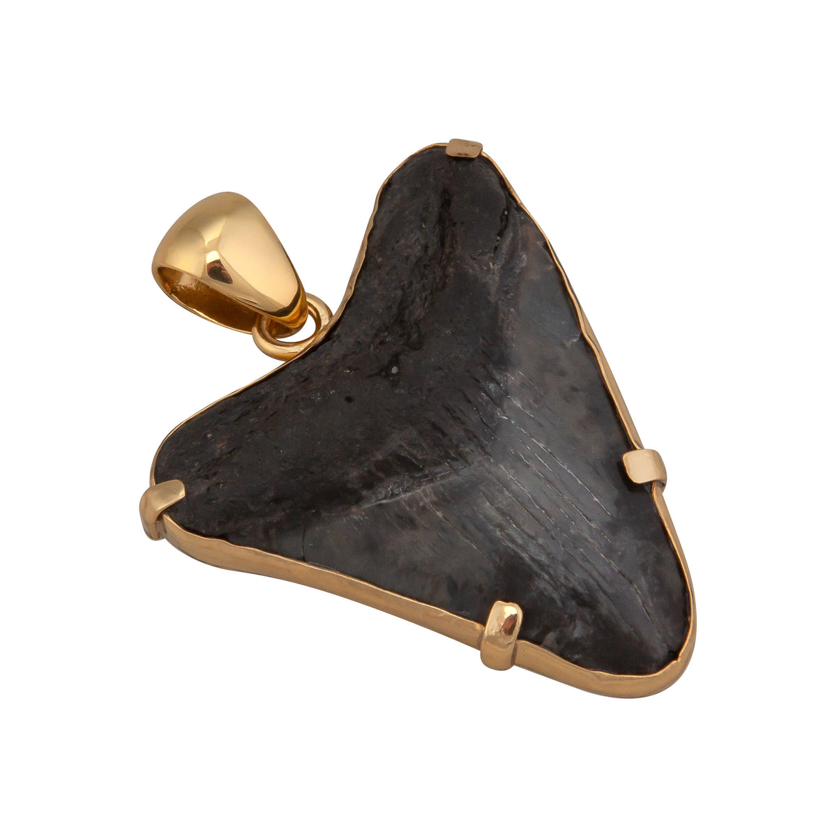 Alchemia Fossilized Shark Tooth Prong Set Pendant | Charles Albert Jewelry