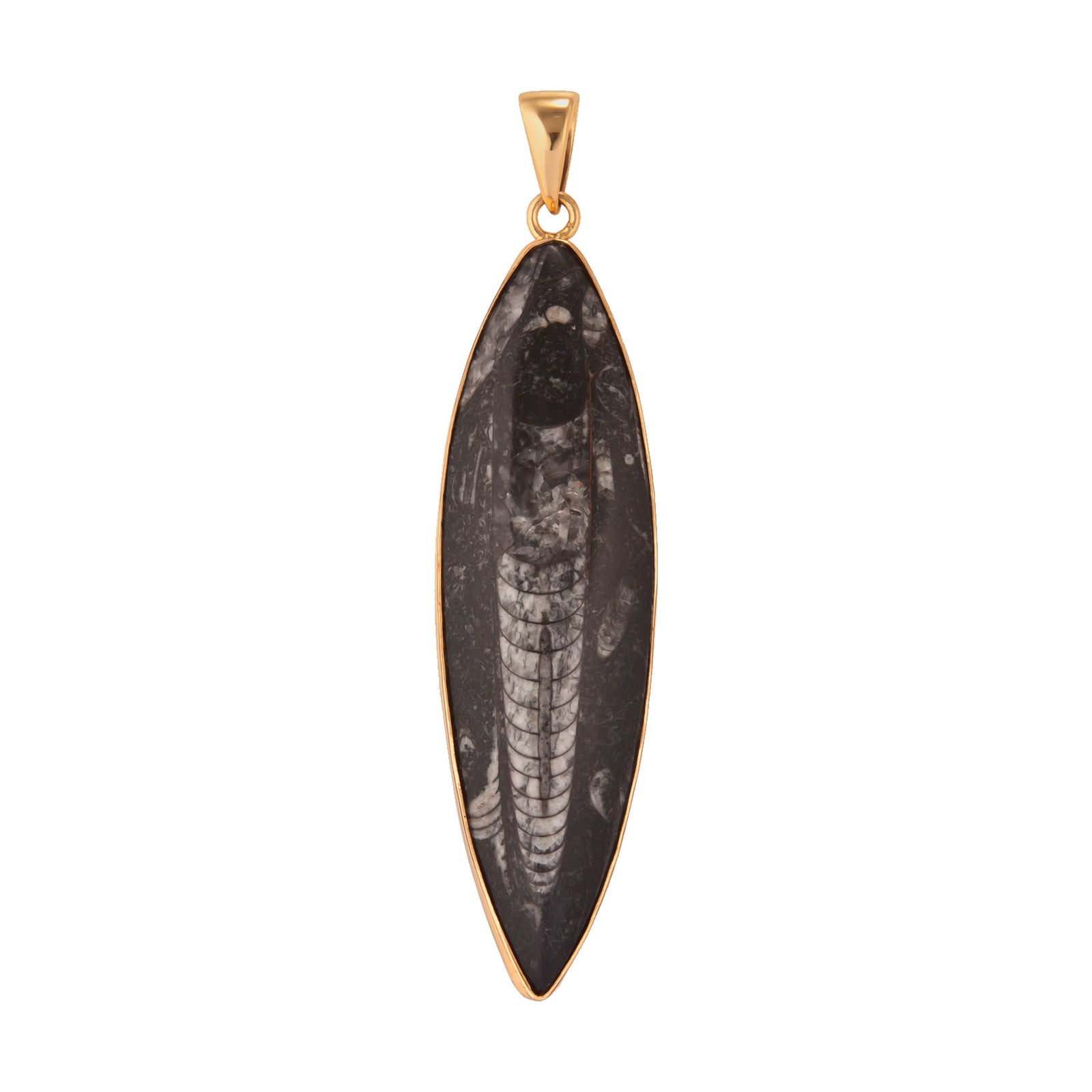 Alchemia Orthoceras Pendant | Charles Albert Jewelry