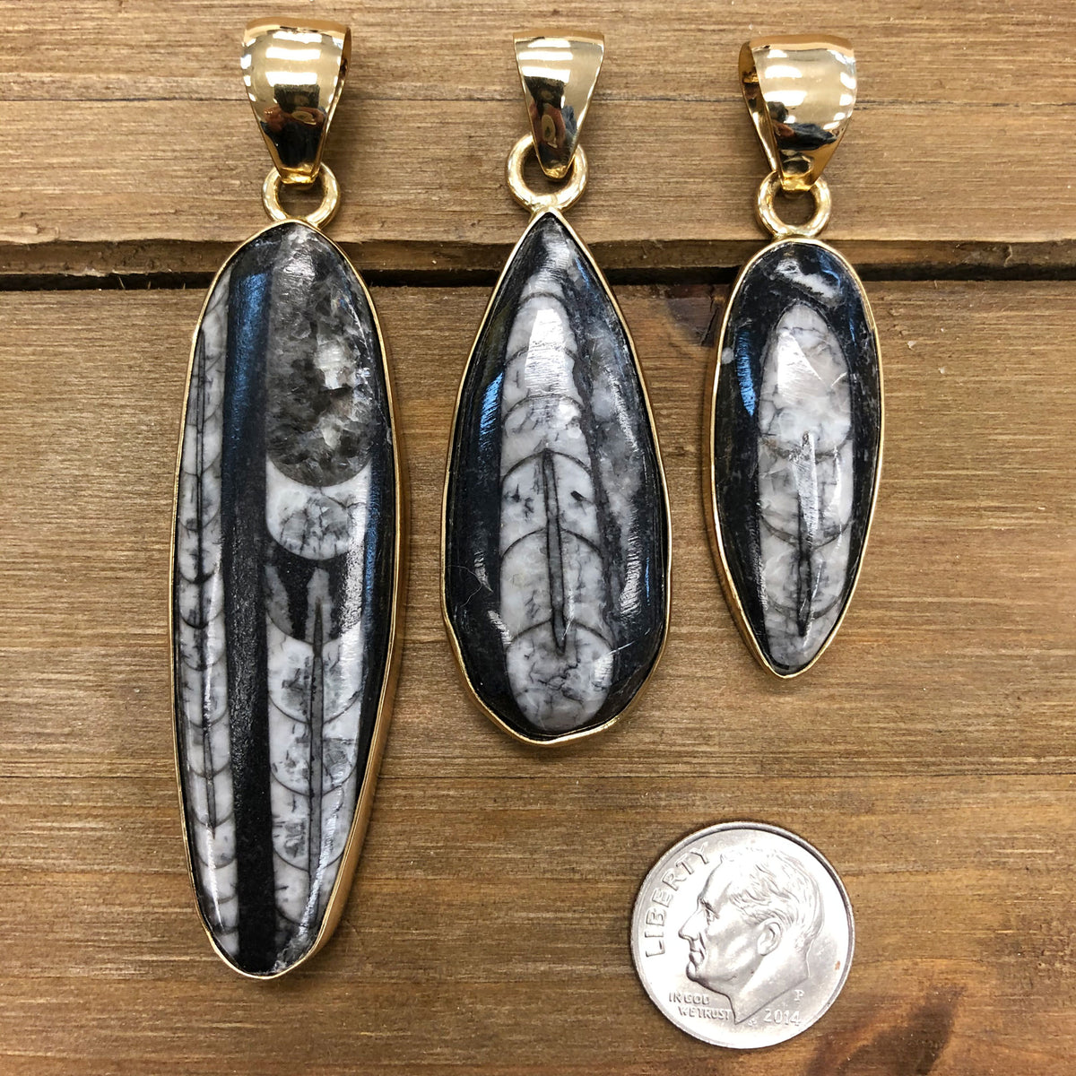 Alchemia Orthoceras Pendant | Charles Albert Jewelry