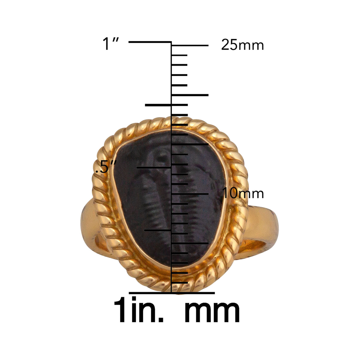 Alchemia Trilobite Rope Adjustable Ring | Charles Albert Jewelry