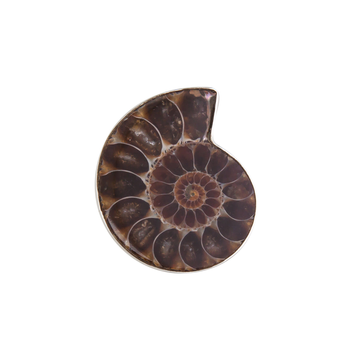 Sterling Silver Ammonite Adjustable Ring | Charles Albert Jewelry