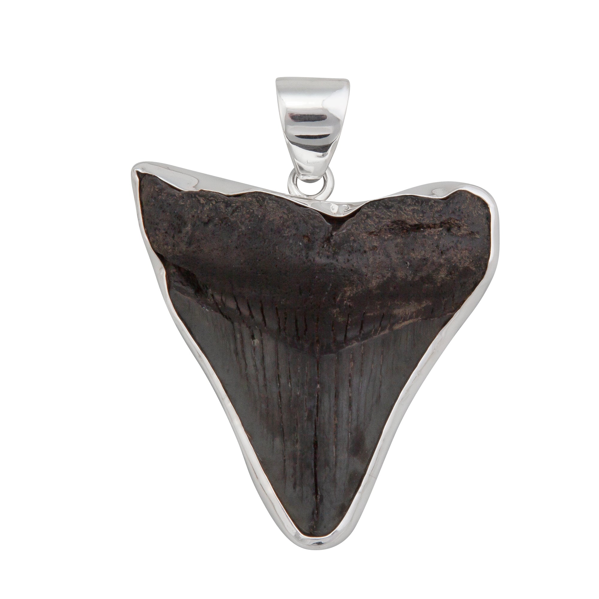 Sterling Silver Fossil Shark Tooth Pendant | Charles Albert Jewelry