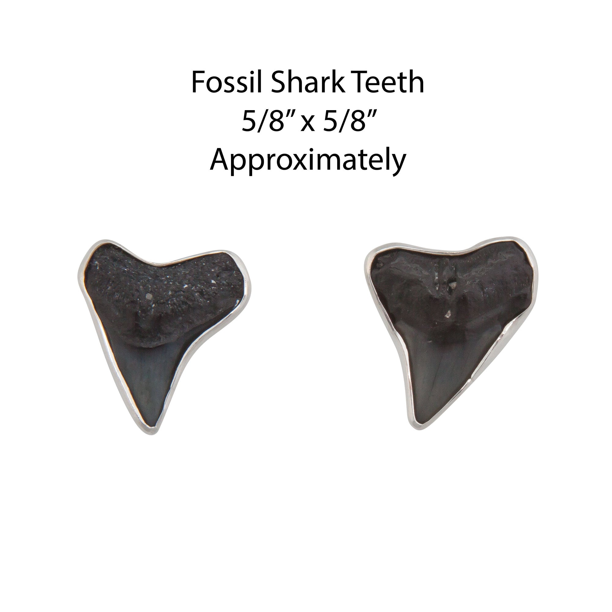 Sterling Silver Shark Teeth Post Earrings | Charles Albert Jewelry