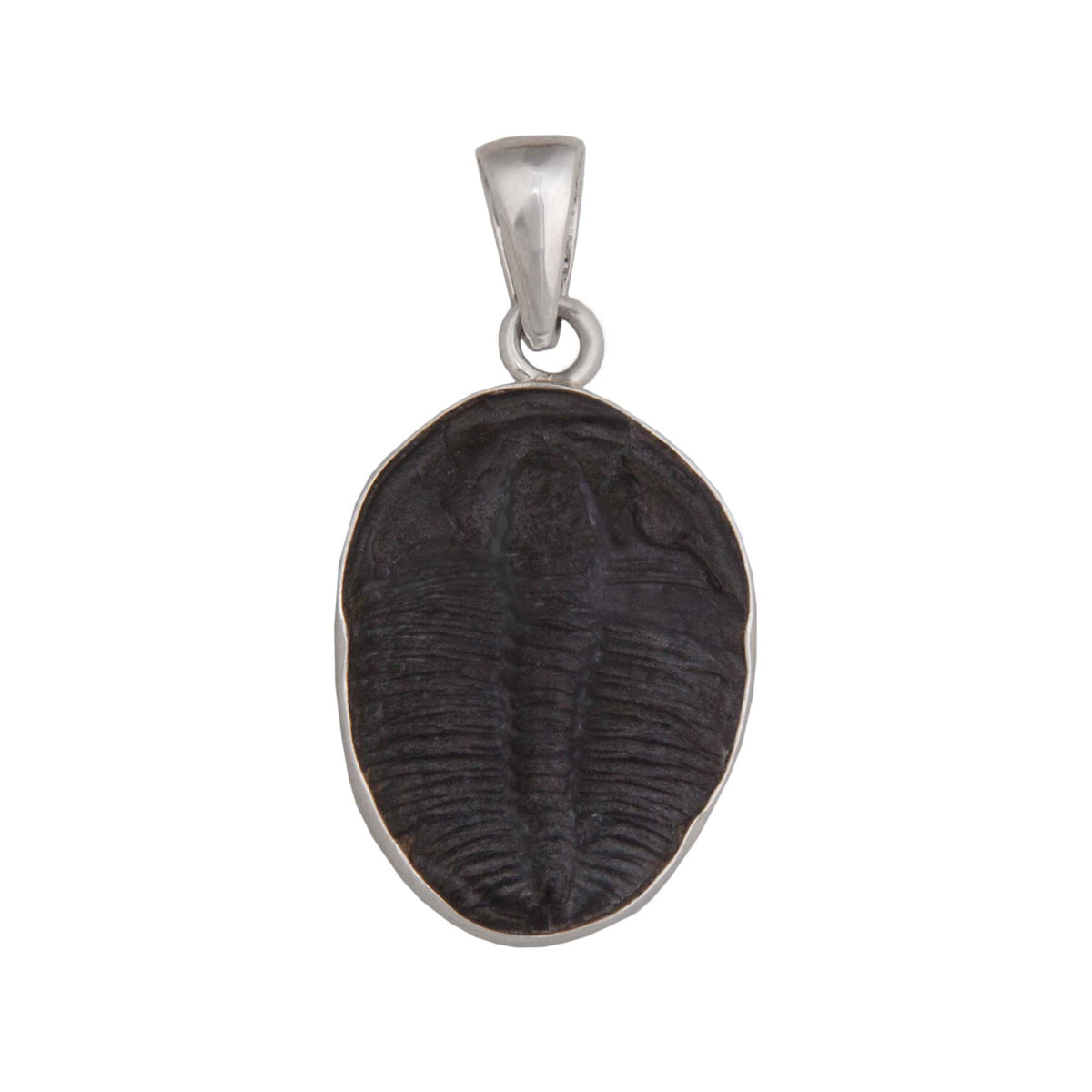 Sterling Silver Trilobite Pendant | Charles Albert Jewelry