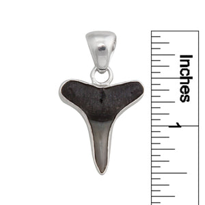 Sterling Silver Mini Shark Tooth Pendant | Charles Albert Jewelry