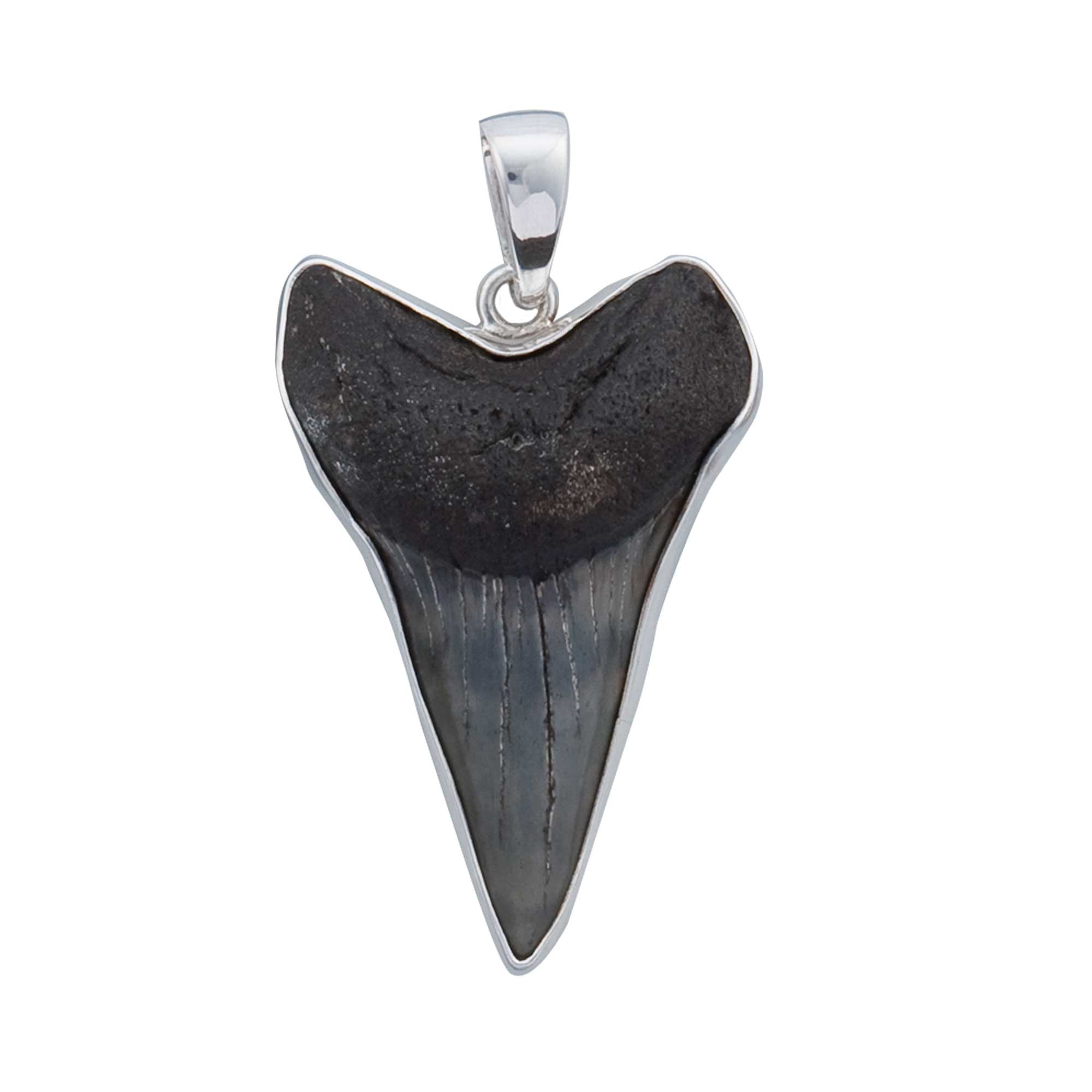 Fossil Shark Tooth Pendant in Fine Sterling Silver | Starborn