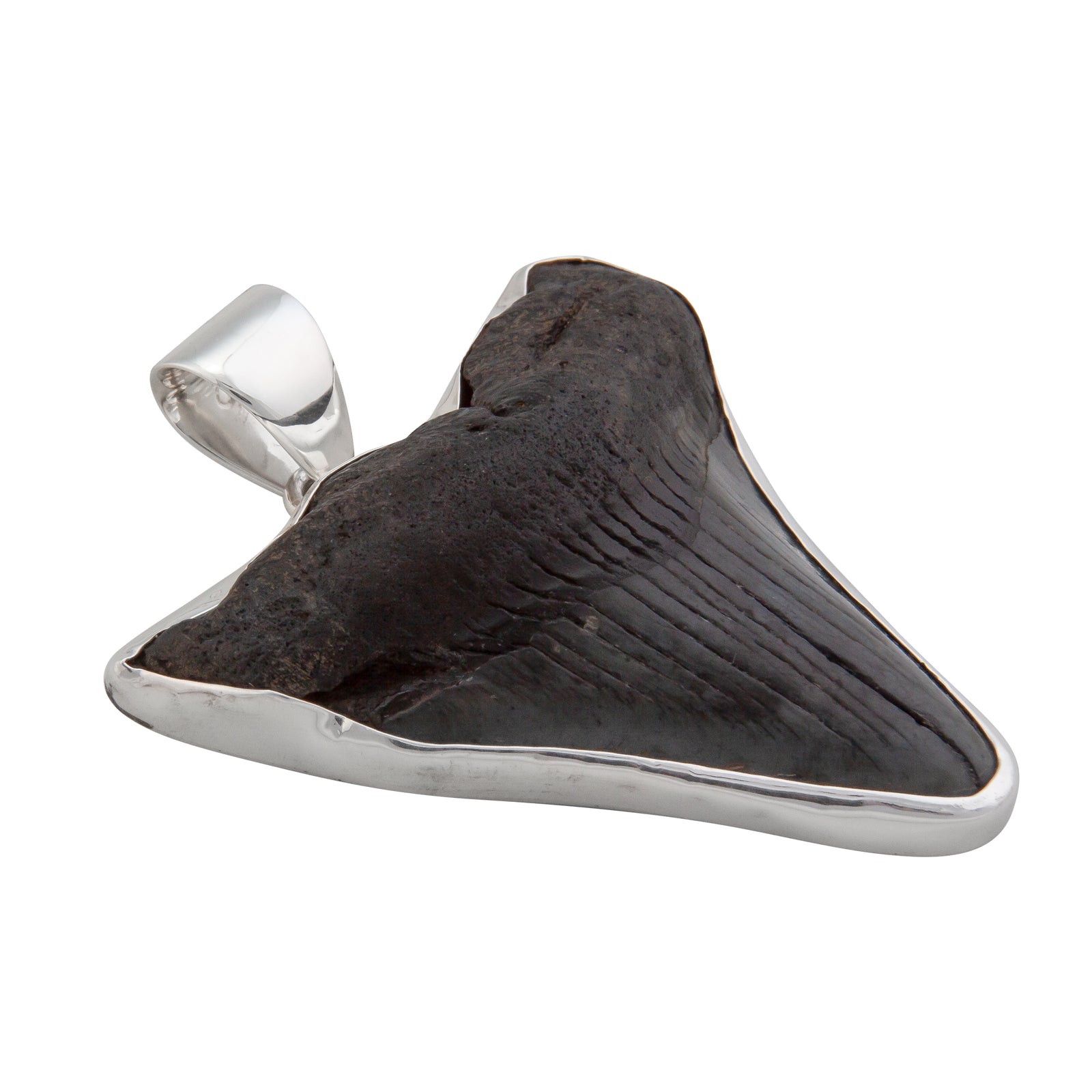 Sterling Silver Fossil Shark Tooth Pendant | Charles Albert Jewelry