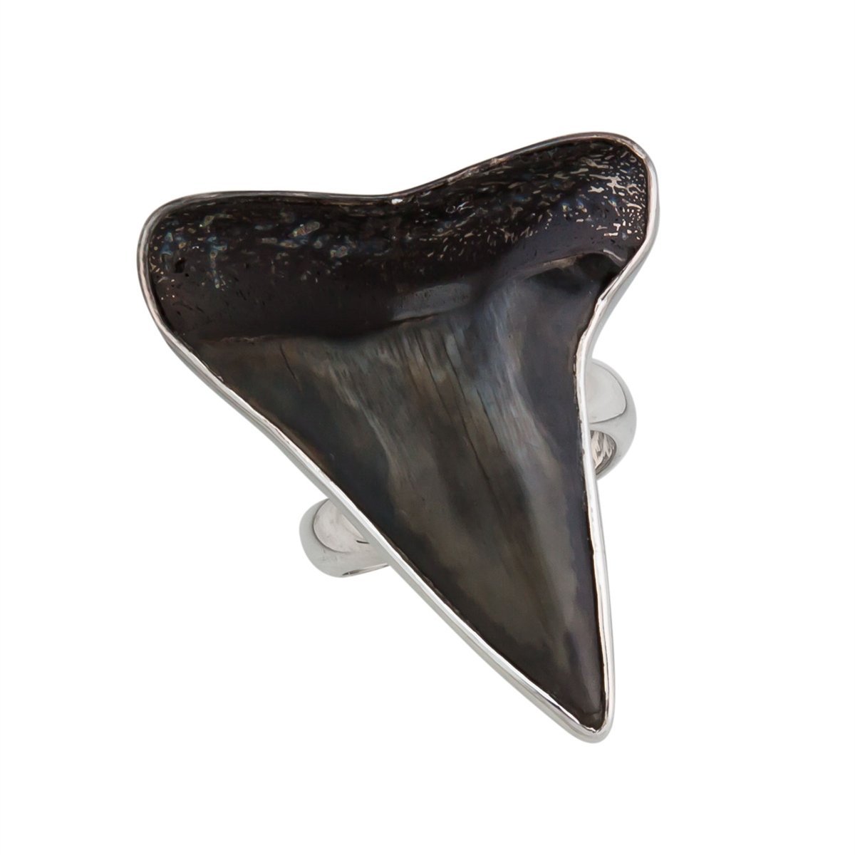 Sterling Silver Fossil Shark&#39;s Tooth Adjustable Ring | Charles Albert Jewelry