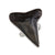 Sterling Silver Fossil Shark's Tooth Adjustable Ring | Charles Albert Jewelry